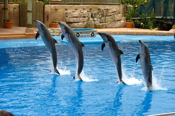 DOLPHIN SHOW VIP