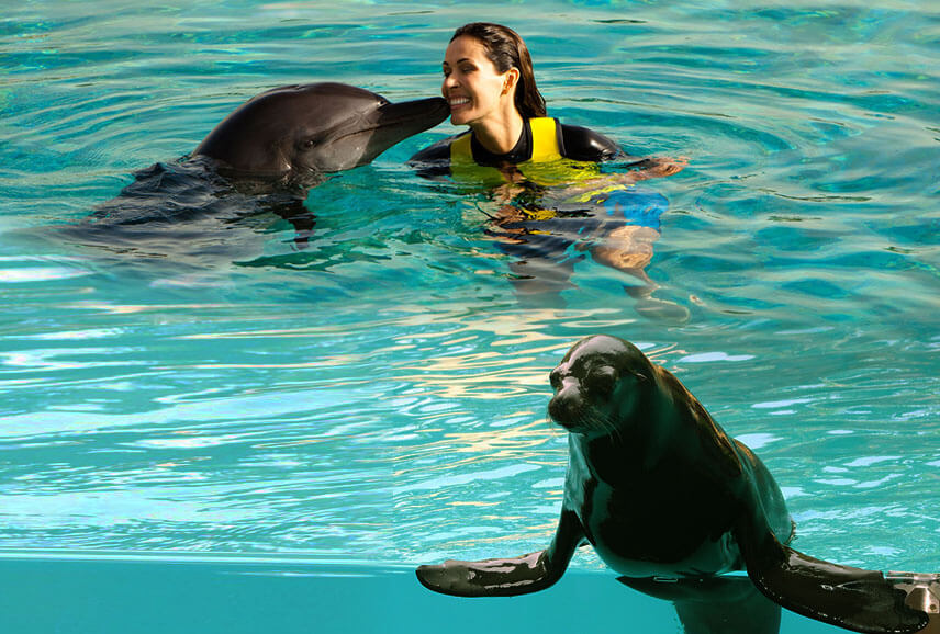 Dolphin VIP Show Dubai Dolphinarium