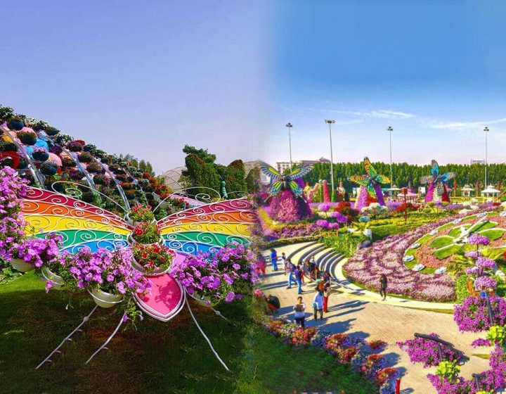 Dubai Butterfly Garden