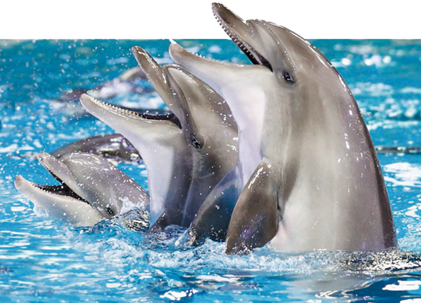 DOLPHIN SHOW