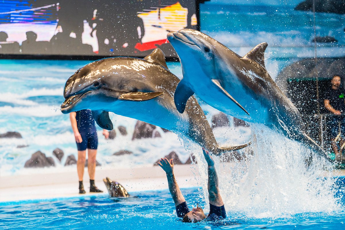 Dolphinarium ! Dubai
